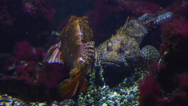 Close up of stonefish or  also bearded ghoul moving around the sea ground beside a coral reef