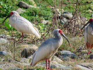 Crested Ibis,China