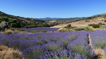 Obraz premium Lavender field in a sunny valley landscape.