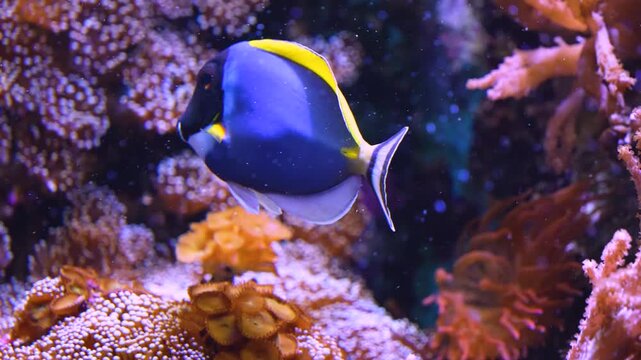 Close up of a blue surgeon fish floating slowly underwater beside reef