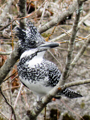 Pied Kingfisher