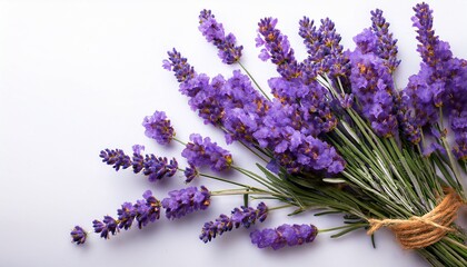 Fototapeta premium Fresh Lavender Sprigs With Purple Flowers On A Transparent Background