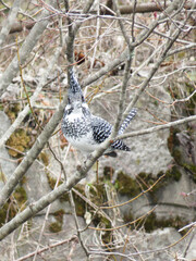 Pied Kingfisher