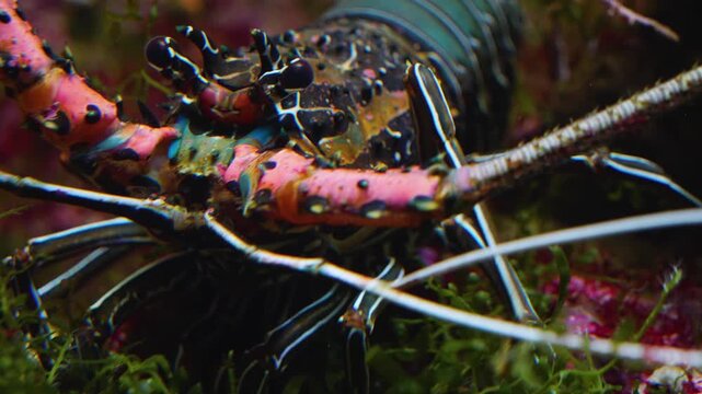 Close up of a colorful lobster moving around sea weed underwater on the ground