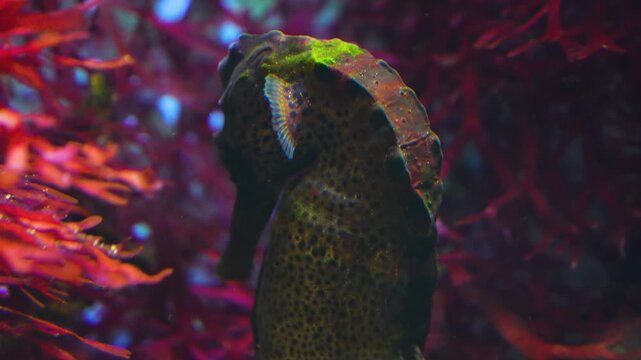 Very close up of a seahorse head floating beside a coral reef underwater.