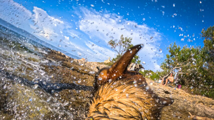 POV: Brown dog comes out of the sea onto rocky shore, where he shakes off water. Refreshing summer fun at rugged beach with two mixed breed doggies and their owners on sunny Dalmatian island of Hvar.
