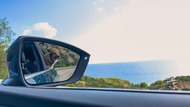 Fototapeta In the side mirror, a dog is seen enjoying fresh air and looking out the open car window while traveling through the winding seascape. Cute mixed breed doggie on summer road trip along Adriatic coast.