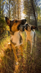 PORTRAIT, CLOSE UP: Two cute energetic mixed breed dogs playfully tug and gnaw on a wooden stick as warm, dappled sunlight of evening sun filters through lush trees of pine forest on island of Hvar.