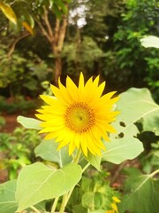 sunflower in the garden