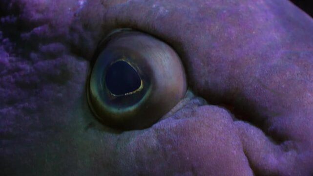 Close up of a grouper fish eye watching around underwater beside a reef