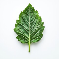 Fototapeta premium A vibrant, large green leaf set against a clean white background, showcasing its intricate veins and texture.