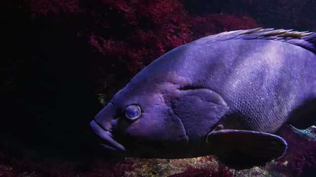 Close up of a grouper fish floating slowly underwater beside a reef