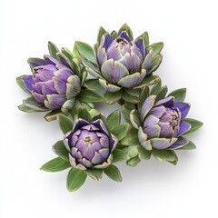Fototapeta premium Four vibrant artichokes with purple hues and lush green leaves arranged artistically against a white backdrop.