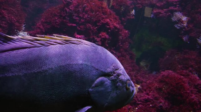 Close up of a grouper fish floating slowly underwater beside a reef