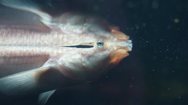 Close up view of a four eyed fish swimming on athe surface and opening his mouth with view from underwater