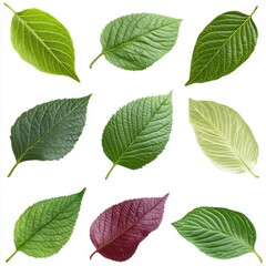 Fototapeta premium A vibrant collection of leaves showcasing diverse shapes and colors, highlighting nature's beauty and variety.