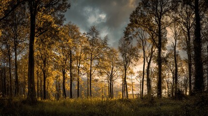 Fototapeta premium A serene autumn forest at dusk with golden leaves and soft light filtering through the trees under dramatic twilight skies. High quality