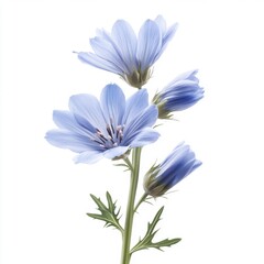 Delicate blue flowers showcasing soft petals and subtle hues against a white background, exuding tranquility.