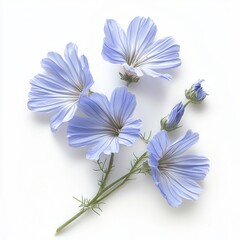 Delicate light blue flowers with soft petals and green stems, showcasing natural beauty and elegance.