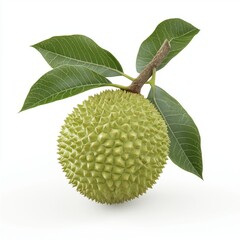 A vibrant green durian fruit with spiky skin, suspended from a branch adorned with glossy leaves.