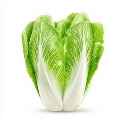 Fresh and vibrant romaine lettuce head isolated on white.