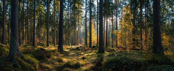 Obraz premium Sunny Forest of Spruce Trees in Autumn, Panorama. High quality