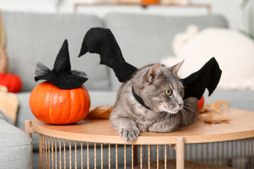 Cute cat with bat wings and Halloween pumpkin lying on table at home