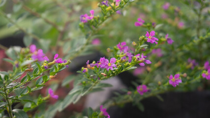Delicate Purple-Pink Flowers Blooming Amidst Green Foliage