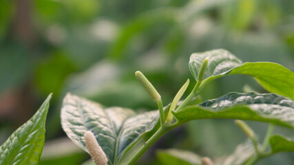 Close-up of Fresh Green Foliage and Budding Plant in Natural Light