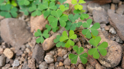 Lush Green Oxalis Leaves on Rocky Ground Close-Up