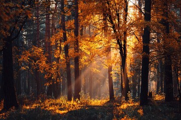 Golden trees in the autumn forest with sun rays. High quality