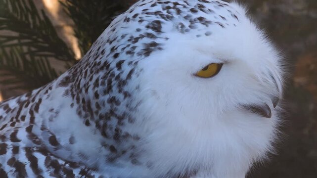 Close up of a snowy owl head it has kind of an angry look watching around.