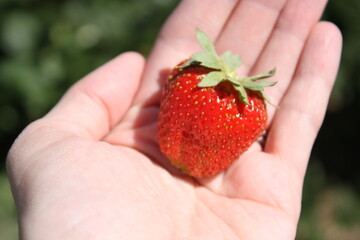 Obraz premium Handpicked strawberry