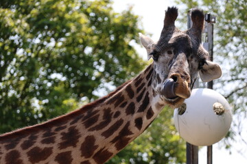 close up portrait of giraffe licking nose with long tongue in natural habitat