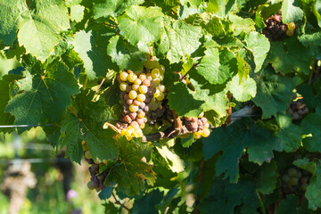 Trauben zwischen Weinblättern Makro