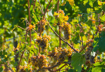 Trauben Weinbeeren in Abendlicht