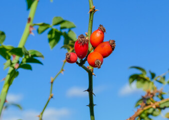 Rote Hagebutten an Zweig Makro