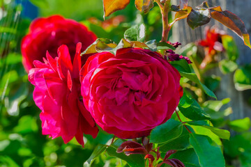 Rosen Makro