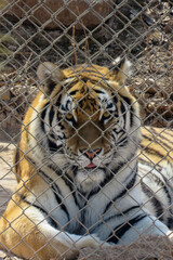 tiger in the zoo