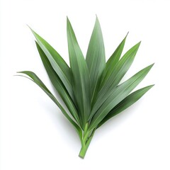 Obraz premium Vibrant green leaves arranged artistically on a clean white background.