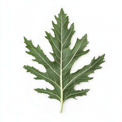 Fototapeta premium A vibrant green papaya leaf with intricate veins against a clean white background.