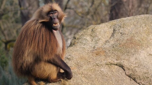 Close up of male baboon monkey sitting around rocks and eating weeds on a cloudy autumn day