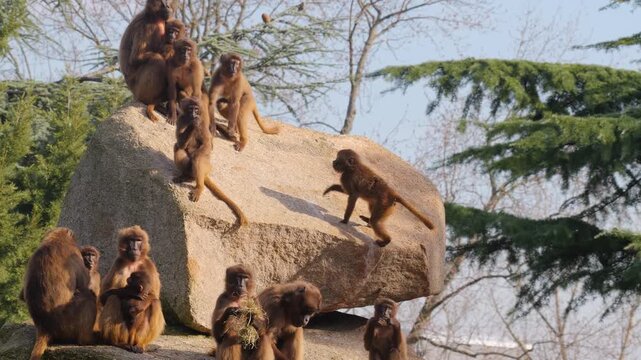Close up of baboon monkeys jumping around rocks scared ba an insect on a cloudy autumn day