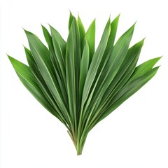 Vibrant green palm leaves arranged elegantly, showcasing their long, slender shape and rich texture.