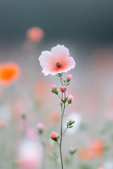 A close up of a pale pink poppy with delicate petals and a dark center, standing tall among soft blurred blossoms in a serene garden scene.