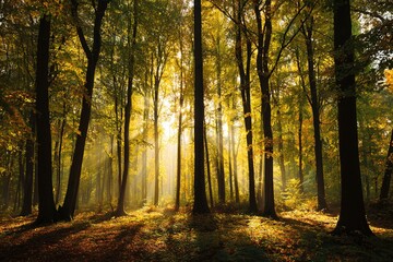 autumn forest trees. nature green wood sunlight backgrounds. High quality