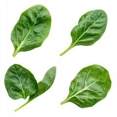 Fototapeta premium Four fresh, vibrant green spinach leaves arranged artistically, showcasing their natural texture and color.