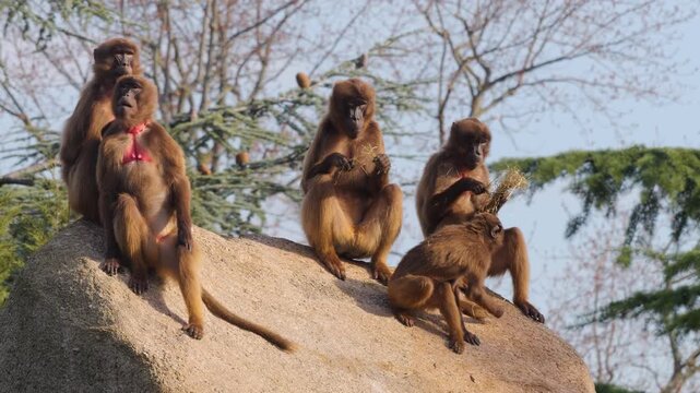 Close up of baboon monkeys sitting around rocks and eating weeds on a cloudy autumn day