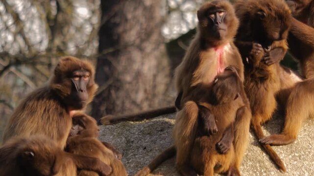 Close up of baboon monkeys sitting around rocks and eating weeds on a cloudy autumn day