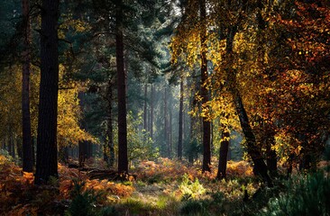 Obraz premium Autumn forest. High quality